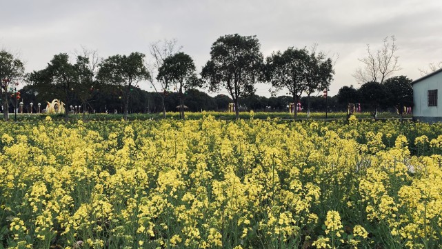 江南三月,跟著油菜花去踏青-香村·祁莊