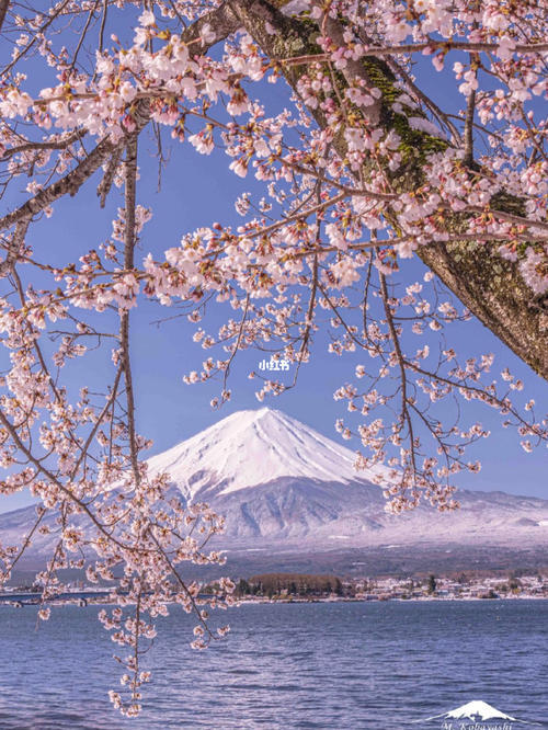 櫻花,日本國花,富士山之花,每年遊客駱譯不絕.