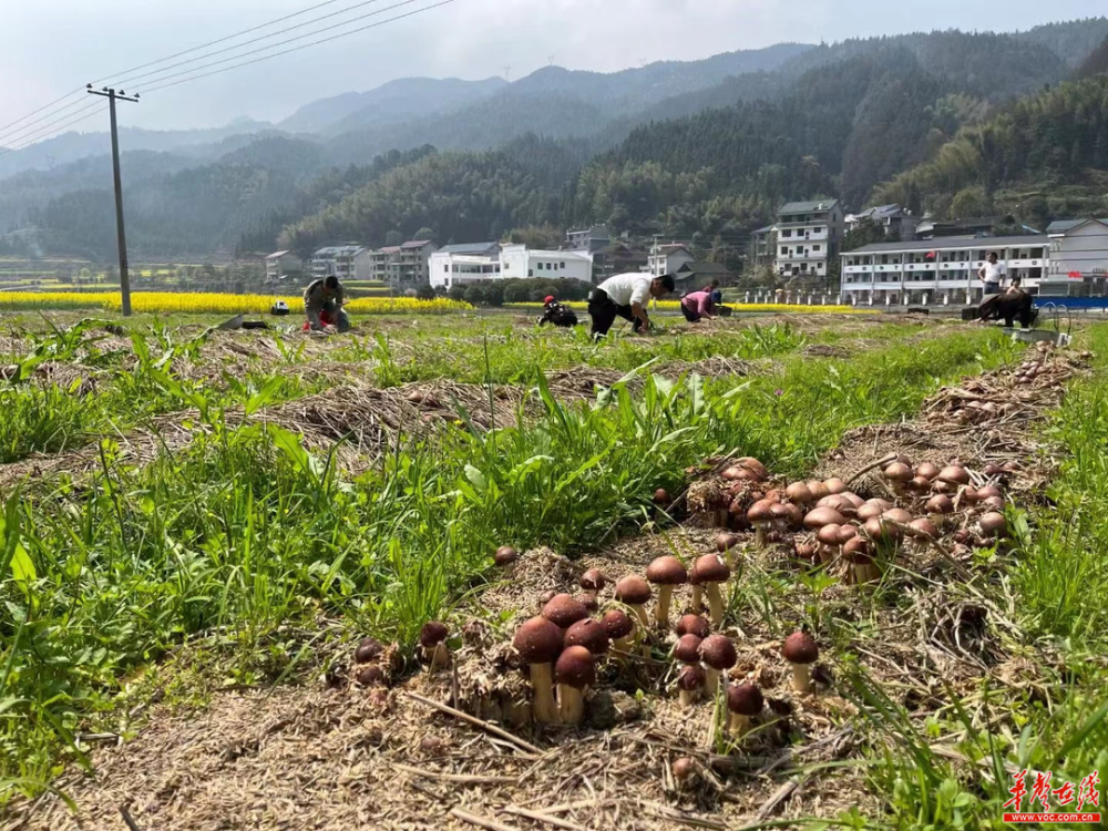 湖南钢铁集团驻村帮扶见成效溆浦统溪河村赤松茸抢鲜上市