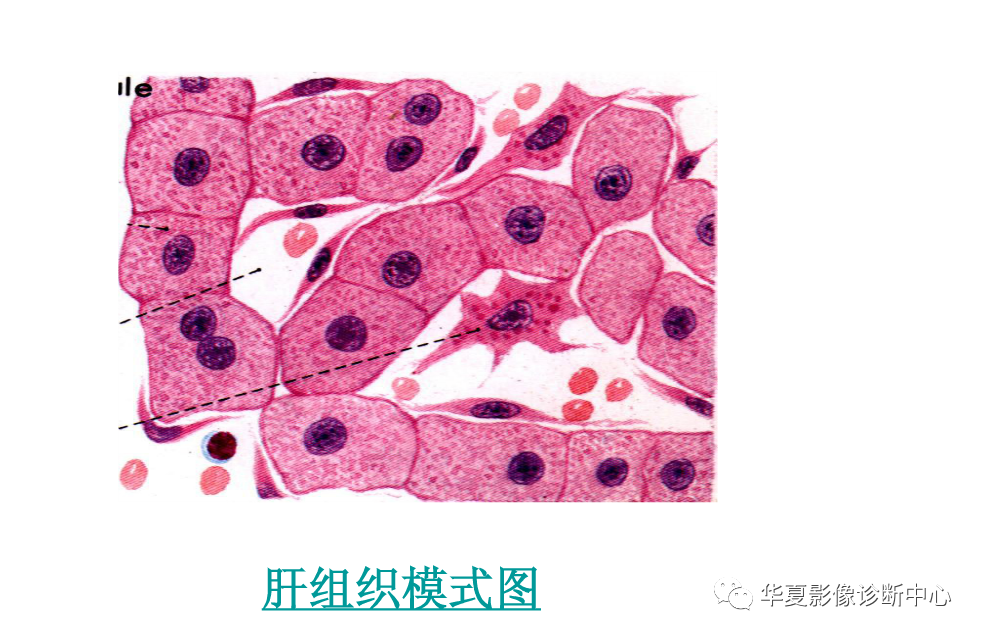 全網最全彙總肝臟的解剖組織結構及影像學檢查