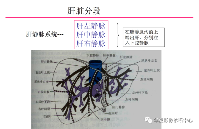 全網最全彙總肝臟的解剖組織結構及影像學檢查