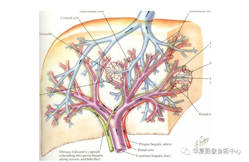 全網最全彙總肝臟的解剖組織結構及影像學檢查