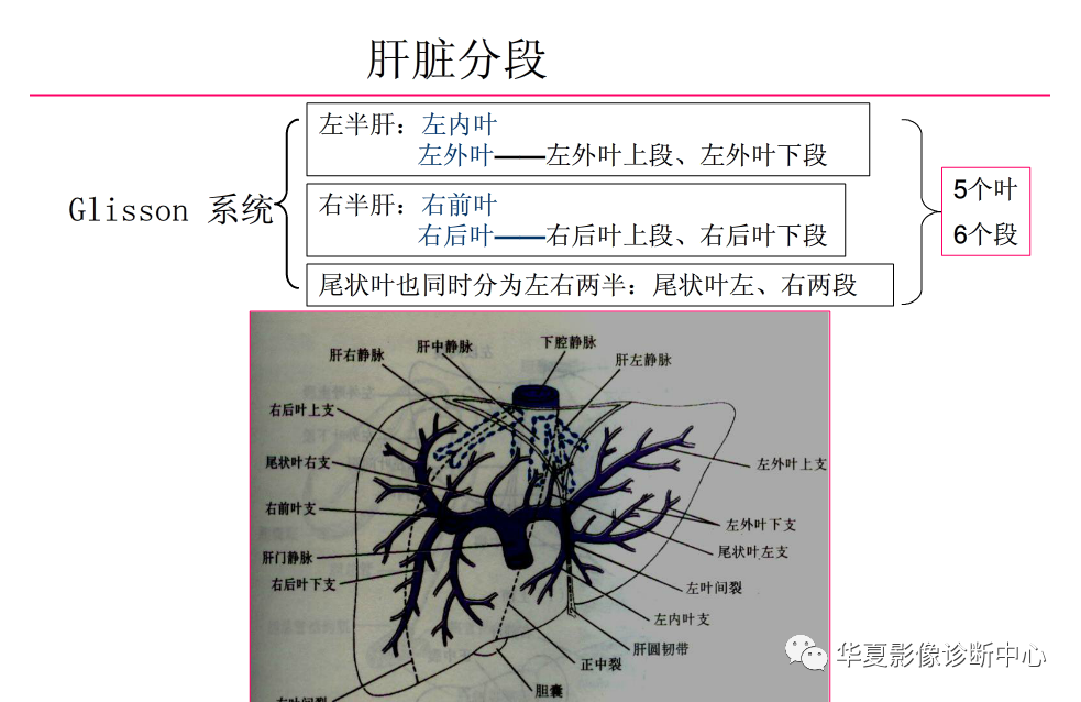 全網最全彙總肝臟的解剖組織結構及影像學檢查