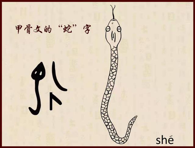 蛇字的汉字解读蛇是自然界真正让人打心底恐惧的存在