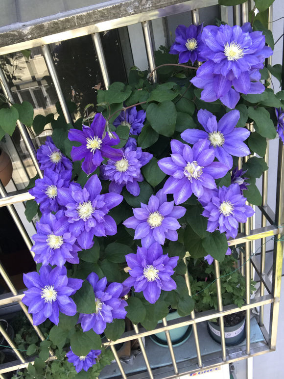 北阳台养铁线莲,就选"伍斯特美女",耐阴好养活,多季节有花开