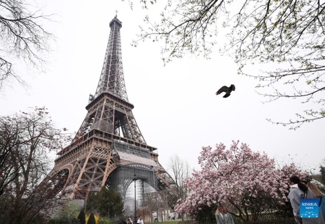 tree at the champ de mars near the eiffel tower in paris, france