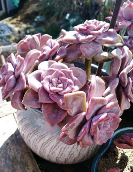 新手养盆多肉紫乐,皮实好养又耐晒,轻松养成悬崖桩,自信心满满