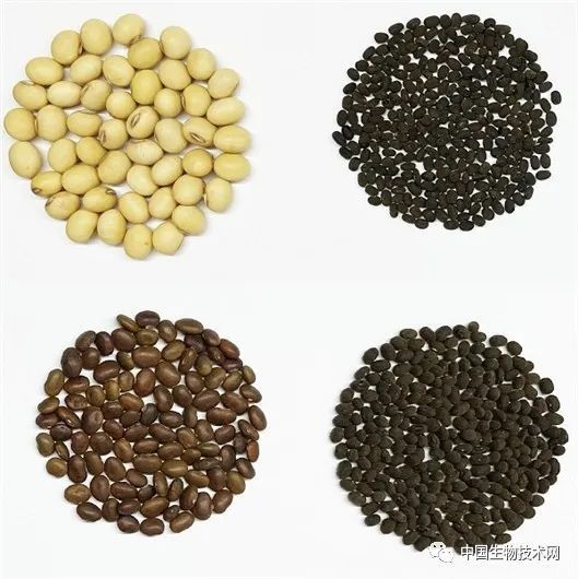 图:左上为栽培大豆种子,其余为多年生野生大豆种子 山东农大供图