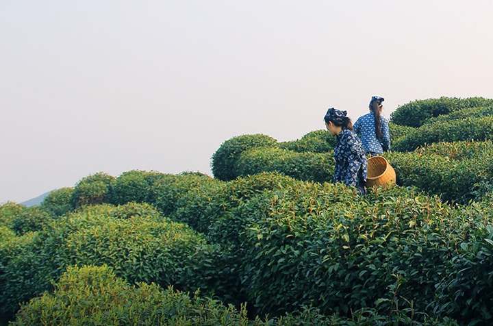 恋暖的初茶好喝排行_恋暖初茶甜蜜进驻上海兴业太古汇