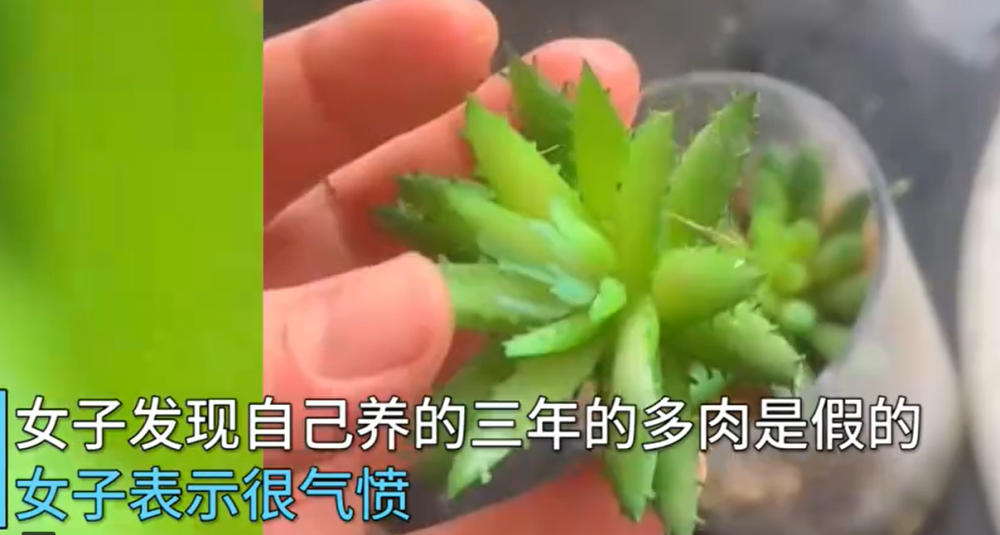 湖南女子悉心照料近3年的多肉 发现竟是塑料做的 又蠢又好笑 腾讯新闻