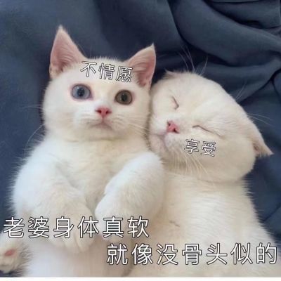 "表情包:我就喜欢对老公撒娇"