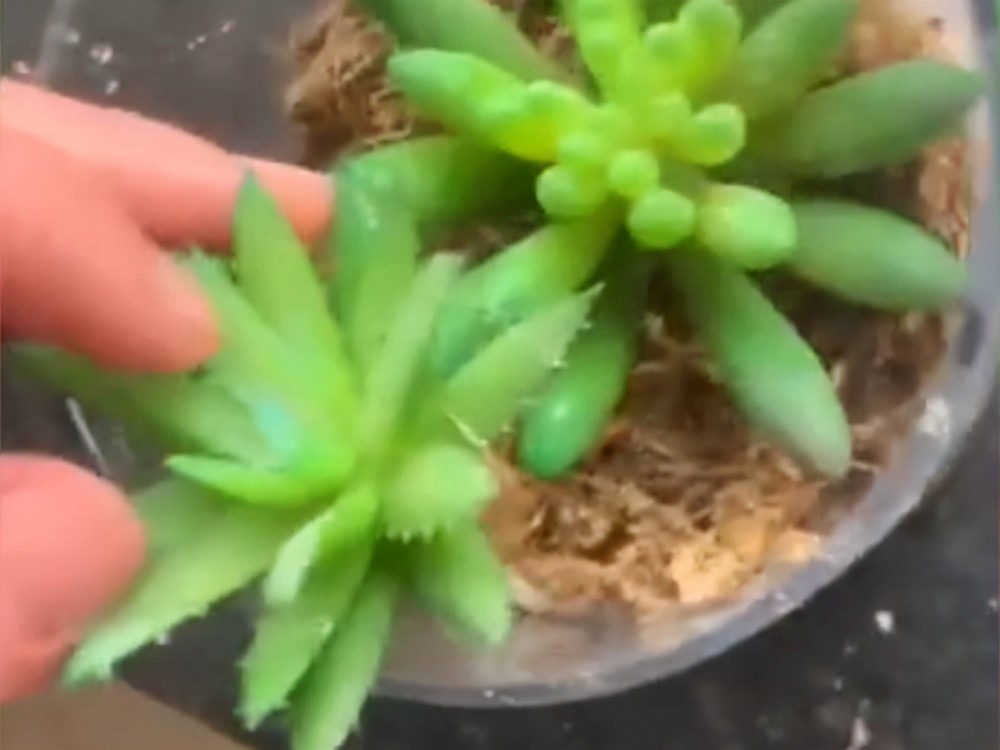 湖南长沙 女子种养多肉两年多 偶然发现竟是塑料的 好气又好笑 腾讯新闻