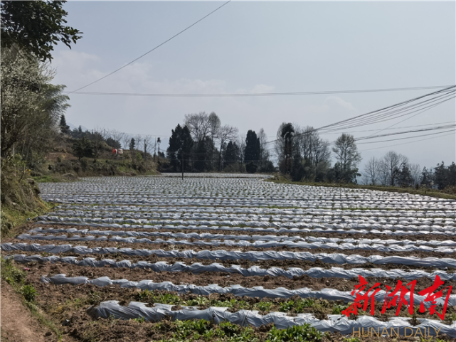 龙山县石牌镇:小茶叶撑起乡村振兴大梦想