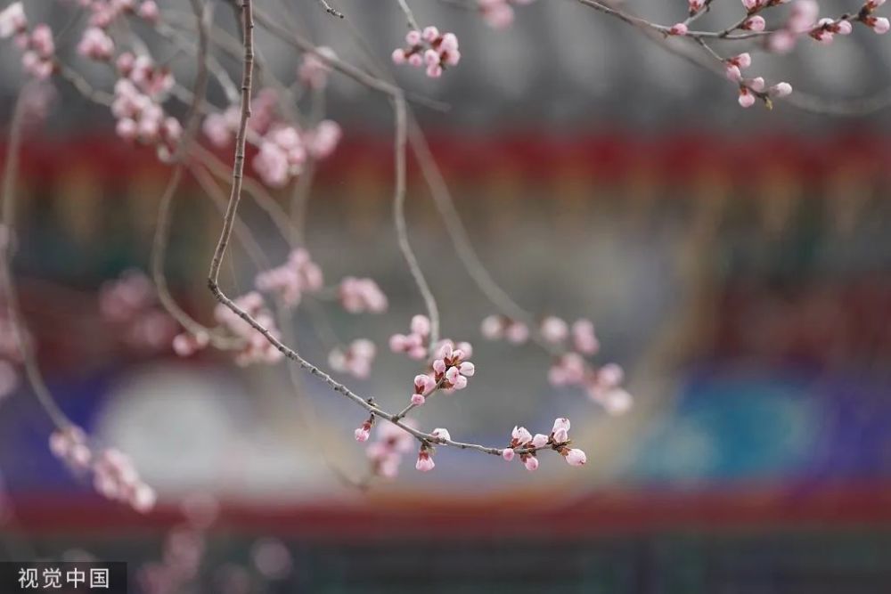 北京：颐和园桃花盛放春光烂漫支付宝的签约用户解约