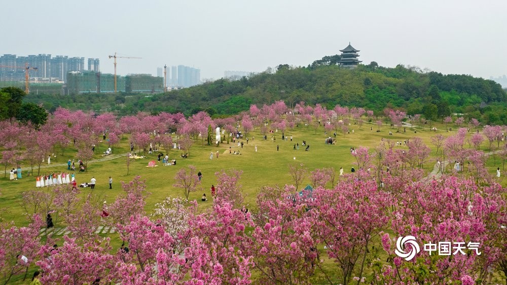 广西南宁樱花竞相绽放青山披粉衣