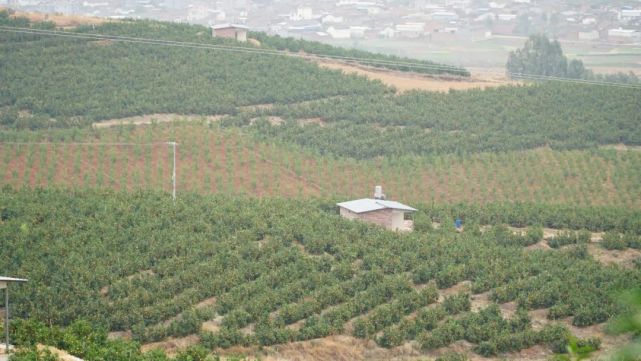 【鄉村振興】荒山披上