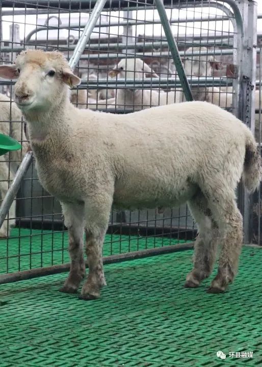 新品种肉羊父本和母本无角陶赛特羊原产于大洋州的澳大利亚和新西兰