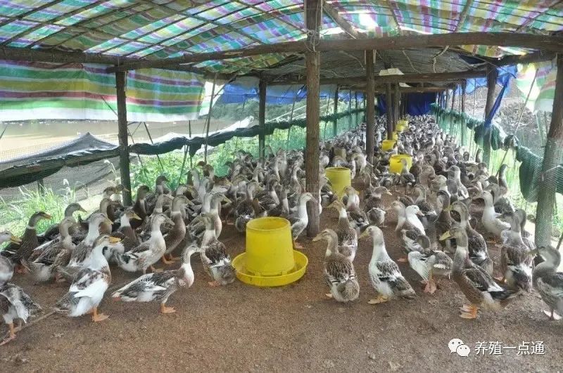 養鴨肉鴨飼養管理遵循習性效益高少喂勤添催肥快