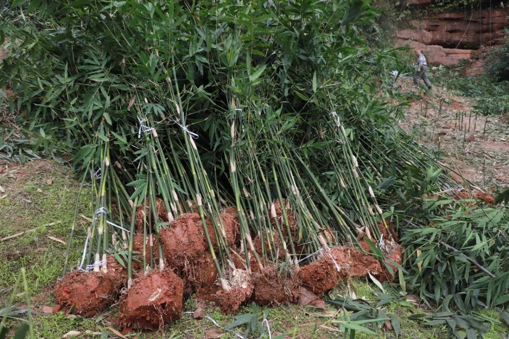 村已发展巨黄竹万余亩他所在的兴文县林农优良竹种专业合作社自2004年