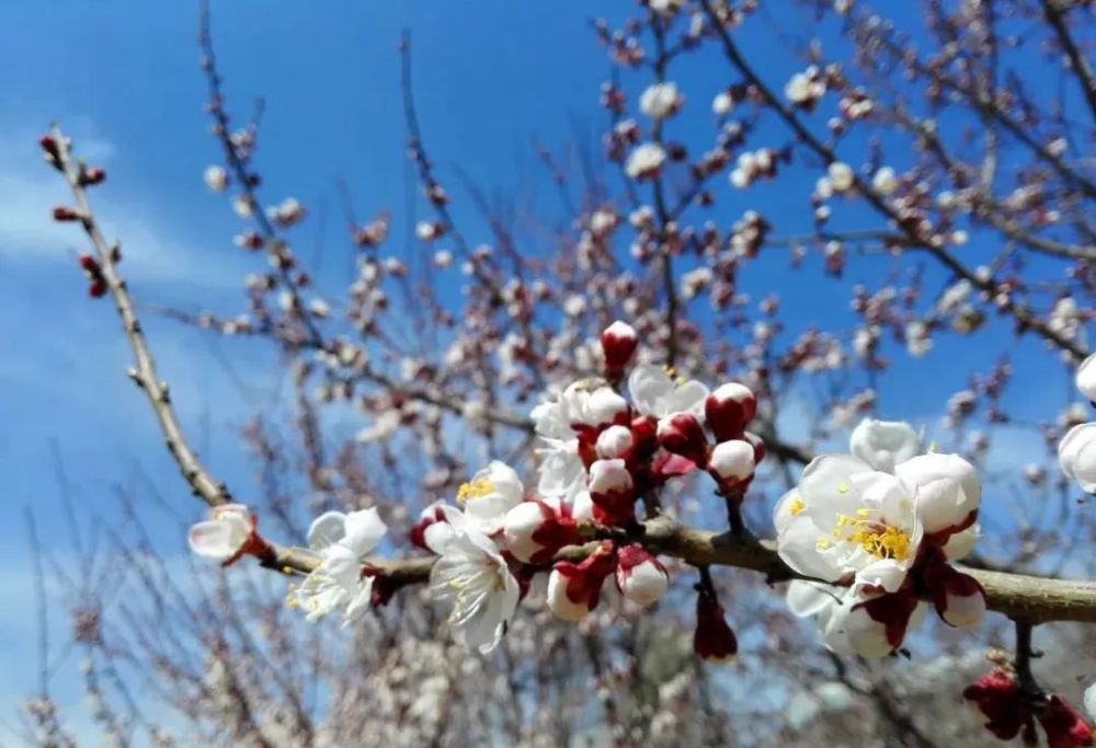 觀賞地:海東市化隆縣群科鎮杏林園花期:4月上旬—4月下旬簡介:杏花屬