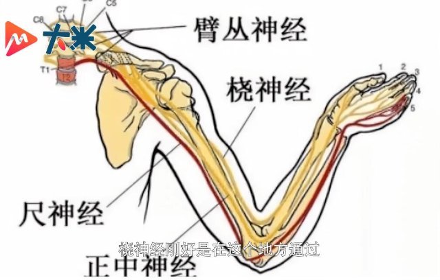 怎么会伤害到神经呢?就趴着睡会桡神经?啥?