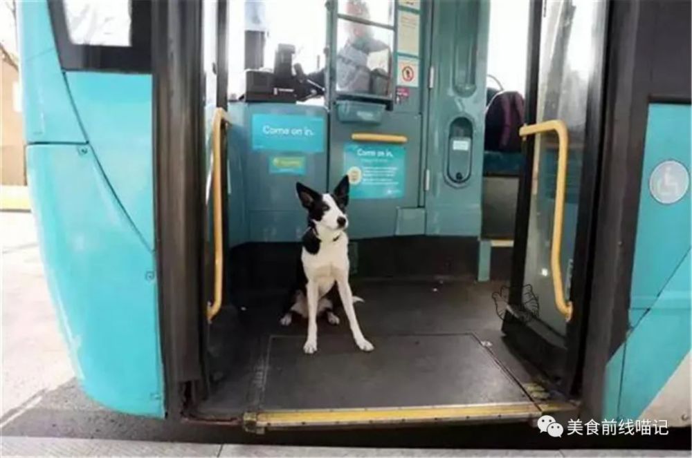 边牧有多聪明 走失后主人焦急万分 自己则淡定搭车回家 腾讯新闻