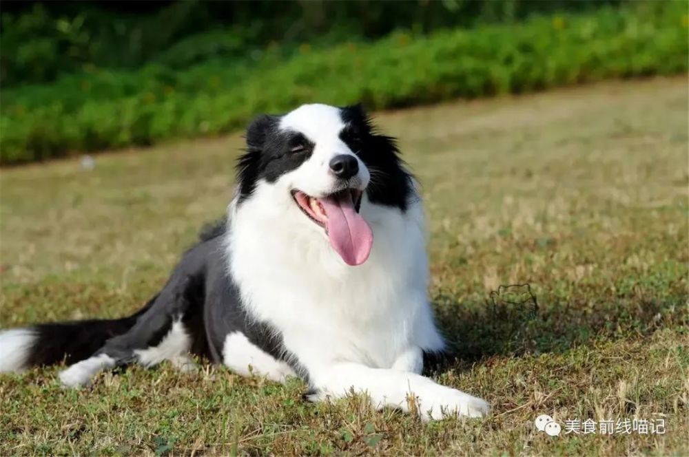 边牧有多聪明 走失后主人焦急万分 自己则淡定搭车回家 腾讯新闻