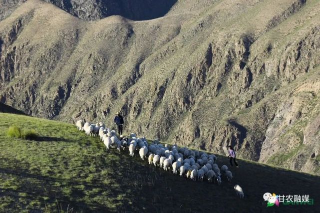 品牌传播|东乡贡羊,享誉天下的"临夏"味道