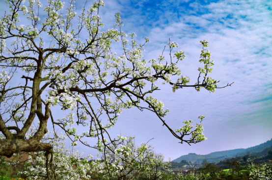 云赏花工作日将梨花溪最美春色奉上