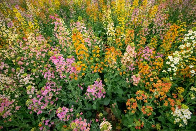 阜南这里近百亩彩色油菜花开!