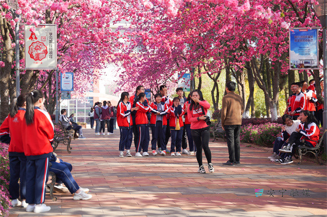 昆钢一中樱花如期绽放每一处都美到惊艳