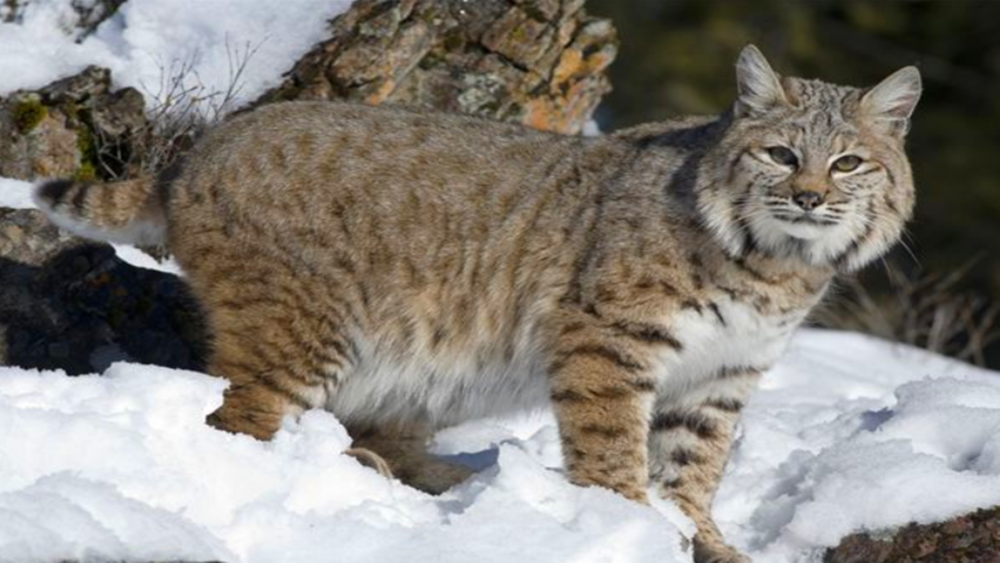 野外发现短尾猫与加拿大猞猁的杂交品种,它们生活得怎样
