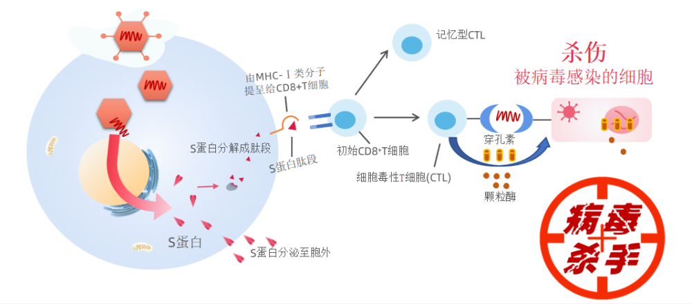 加强针选腺病毒载体疫苗,t细胞免疫可应对奥密克戎_腾讯新闻