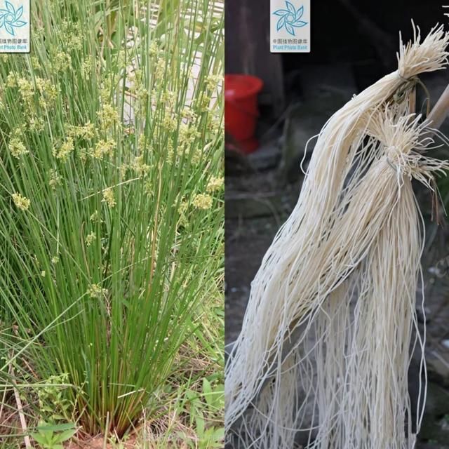 灯心草用的好清心去烦恼