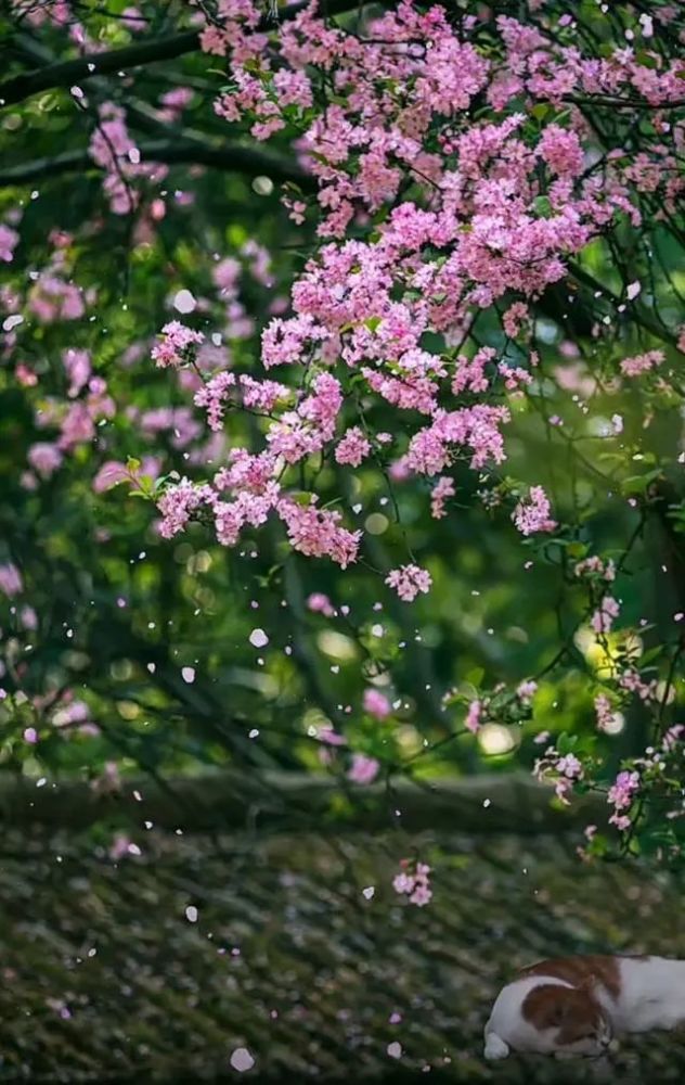 越剧天雨花夜思曲谱图片