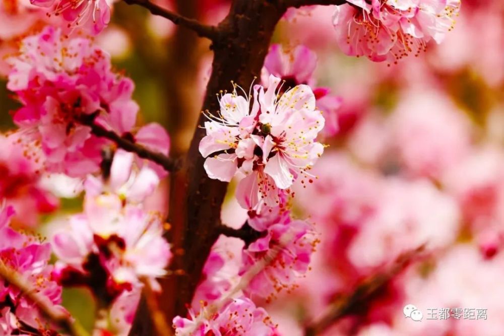 提编辑:闫兆霞,许玲玲编审:闫兆霞,陈林审核:陈林终审:杨高翔,刘海雄