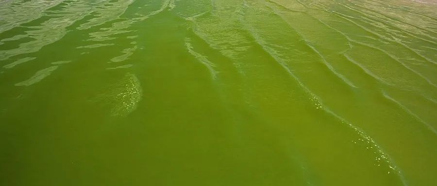 什么是富营养化