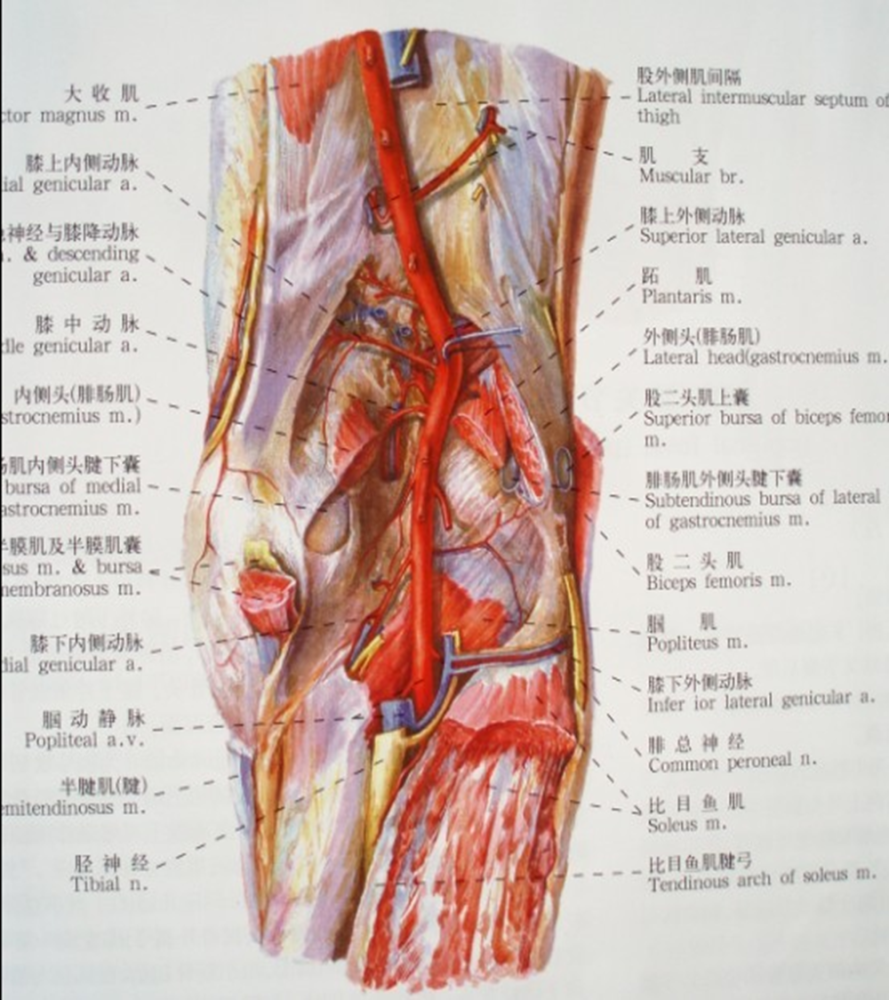 關節囊內壓增高, 通過平股骨髁腓腸肌內側頭處的橫向裂隙樣結構進入