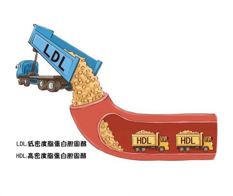 这些专车叫"载脂蛋白",就是它把血脂带到了不同的地方.
