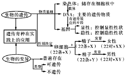 四,小结(思维导图)提倡遗传咨询和进行产前诊断.