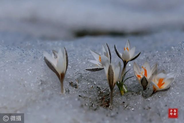 美麗新疆:三月 看伊犁察布查爾朗卡頂冰花