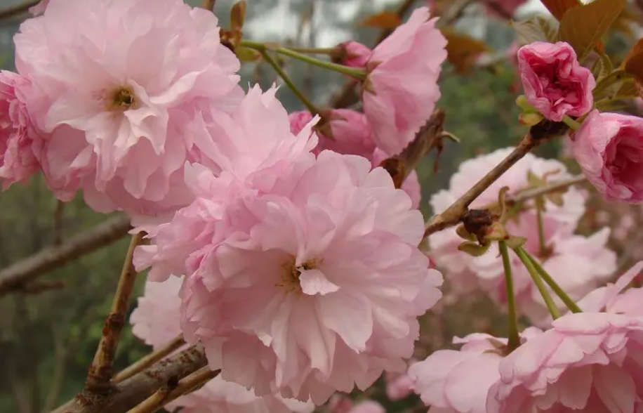 晚樱?傻傻分不清……_腾讯新闻