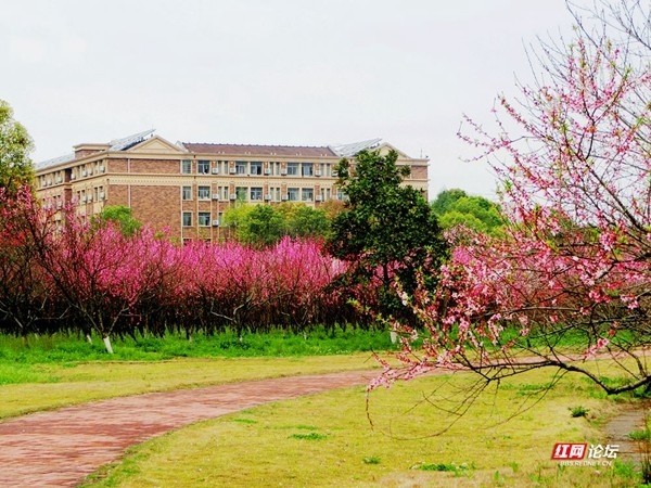 常德职业技术学院校园内栽植桃花一万多株,品种近百种.