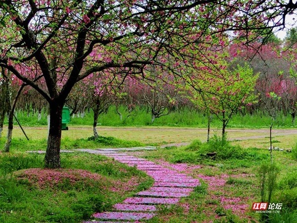 仙境桃花林图片