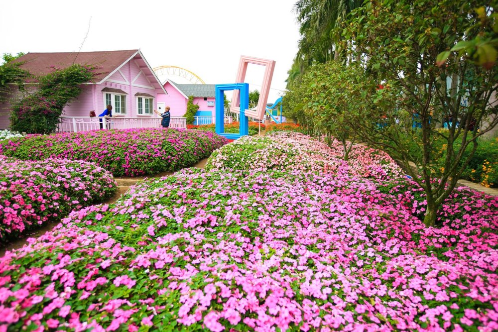 百萬葵園因園內種植大片向日葵而得名,當然不止向日葵,還有各種花,在