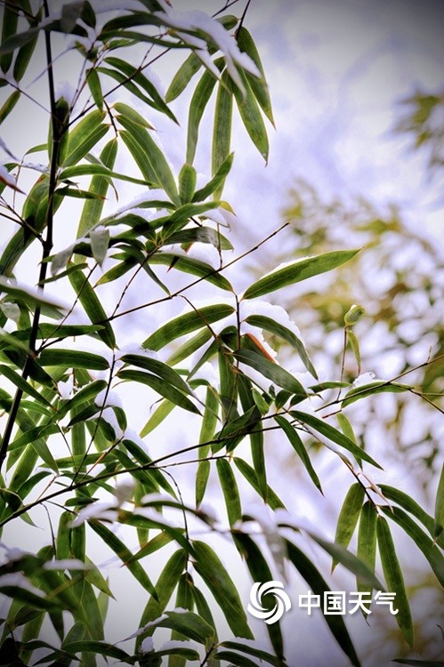 松竹梅植物搭配图片