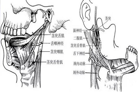 北京耳鼻喉专科医院:茎突综合征是个什么情况,有哪些临床表现