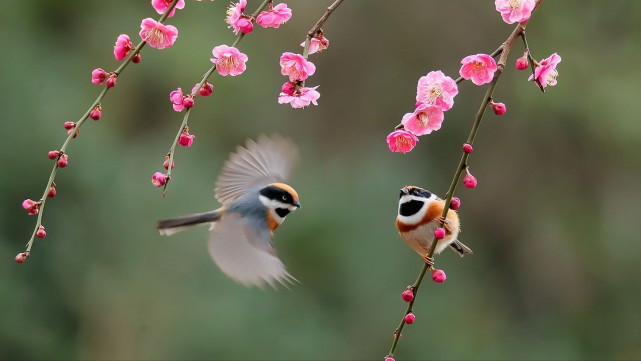 春风复多情,吹我罗裳开.春林花多媚,春鸟意多哀.