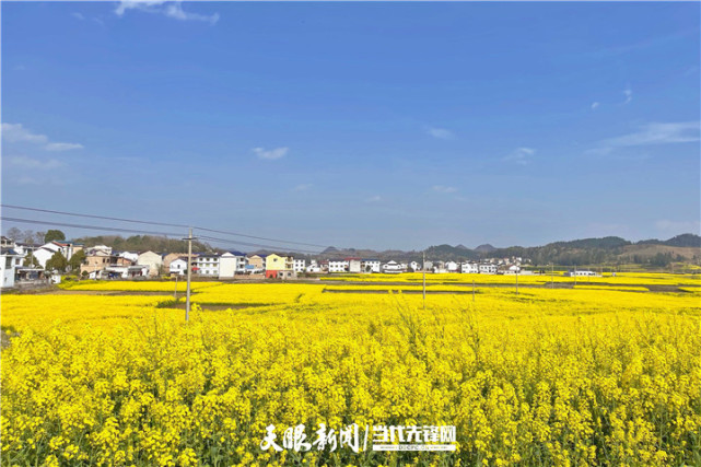 安顺鲍家屯油菜花图片