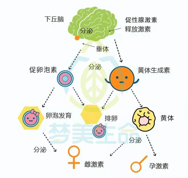 通過神經調節和激素反饋調節,這一系統就可以控制女性的發育,生理週期